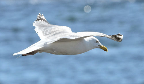 Close-up of seagull flying