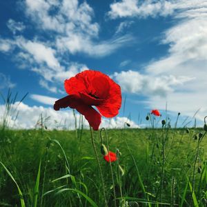 Close-up of red poppy flower on field against sky