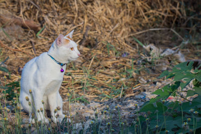 Portrait of a dog looking away on field