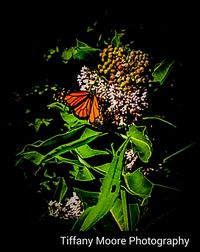 Close-up of butterfly pollinating flower