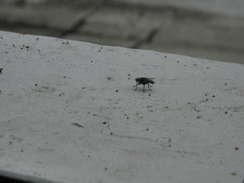 Close-up of an insect on ground