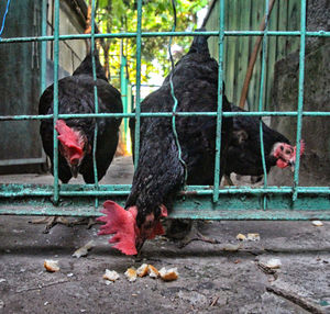 Close-up of pigeons in cage