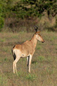 Cokes hartebeest standing on field