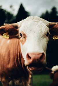 Close-up portrait of cow