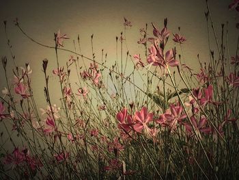 Close-up of pink flowers