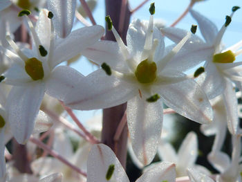 Close-up of water drops on flower