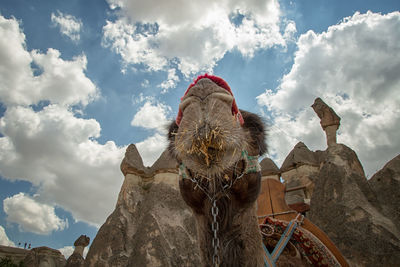 Low angle view of  camel on landscape against sky