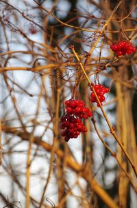 Close-up of berries growing on tree