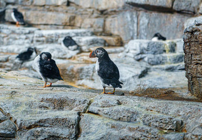 Montreal biodome