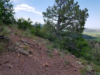Trees growing in forest against sky