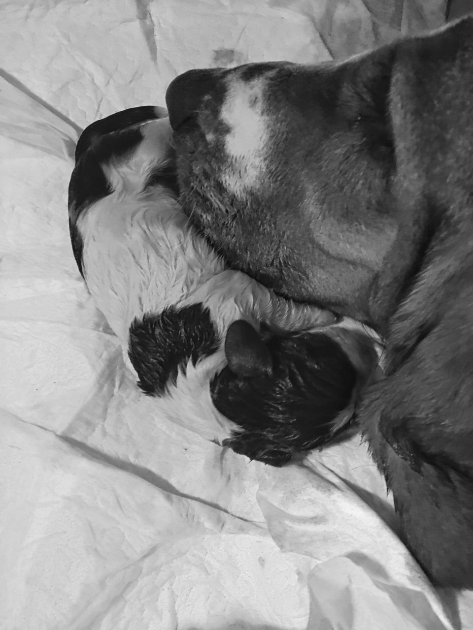 HIGH ANGLE VIEW OF DOG SLEEPING ON BED AT HOME