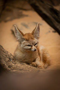 Close-up of fox on rock