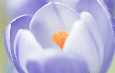 Close-up of flowers blooming outdoors