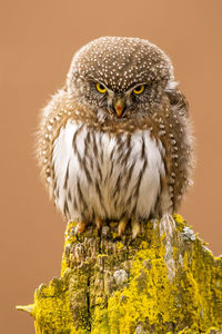 Close-up portrait of owl