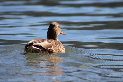 Mallard duch