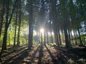 Sunlight streaming through trees in forest