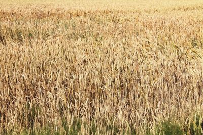 Full frame shot of wheat field