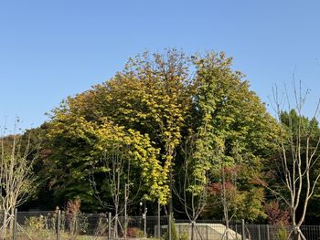 plant