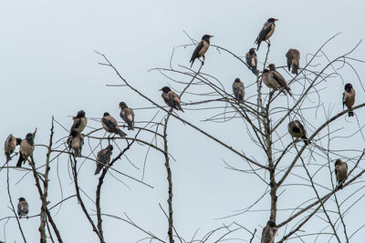 Low angle view of birds perching on bare tree against sky