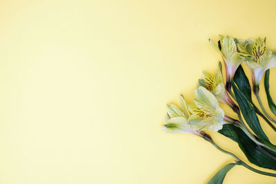 Close-up of plant against white background