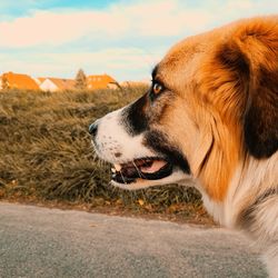 Close-up of dog looking away