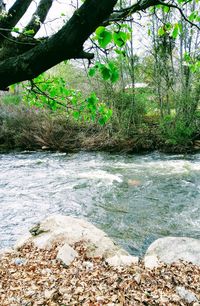 Stream amidst trees in forest