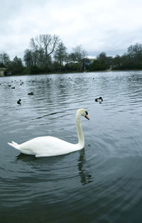 Swans swimming in lake against sky