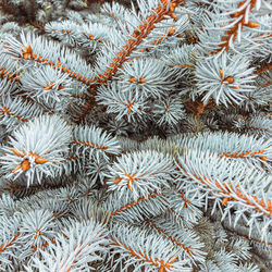 Full frame shot of pine tree during winter