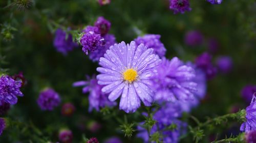 Close-up of purple flowers blooming outdoors