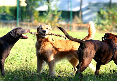Dogs playing on grassy field