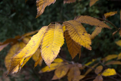 Close-up of yellow maple leaves