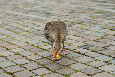 High angle view of bird on footpath