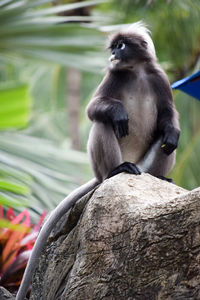 Close-up of monkey sitting outdoors