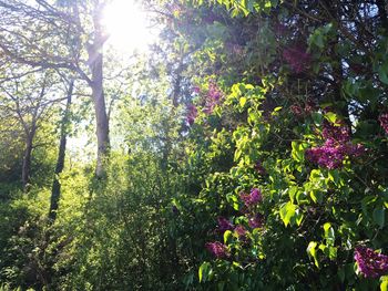 Low angle view of trees against plants