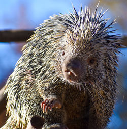 Cute sharp quill  funny porcupine  wild animal lifting paw in gesture to wave