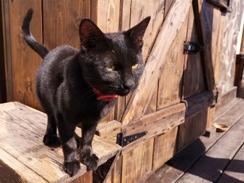 Black cat sitting on wood