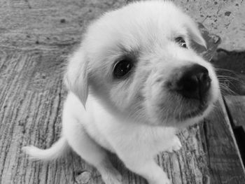 Close-up portrait of puppy