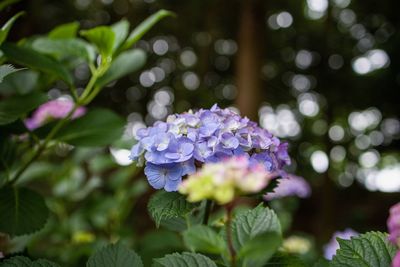 Close-up of purple flowering plant