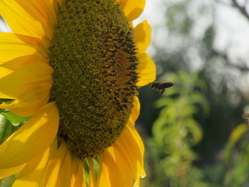 Close-up of sunflower