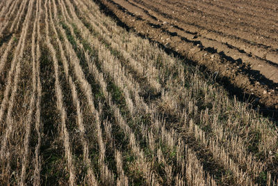 Crops growing on field