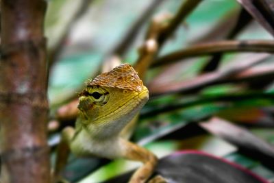 Close-up of a lizard on tree