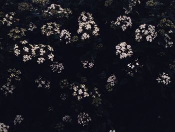 Close-up of flowers