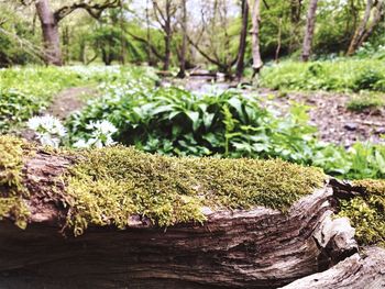 Close-up of moss growing on tree trunk