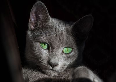 Close-up portrait of a cat