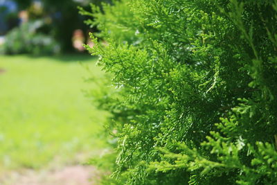 Close-up of wet plant leaves