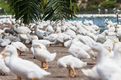 Close-up of birds perching on water