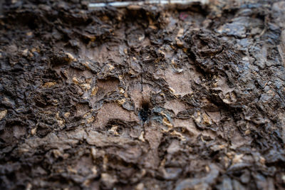 Full frame shot of tree trunk