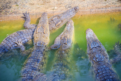 High angle view of crocodile in lake