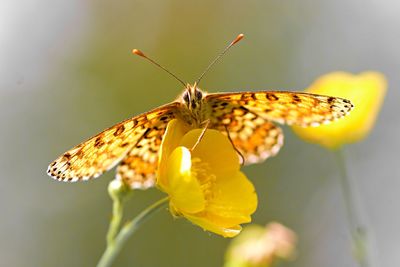 Close-up of butterfly pollinating on flower