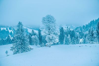 Pine trees on snow covered land against sky